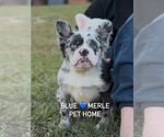 Small #1 French Bulldog