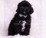 Small #1 Cavapoo (Miniature)