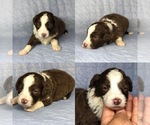 Small Photo #3 Aussiedoodle Puppy For Sale in BROOKER, FL, USA