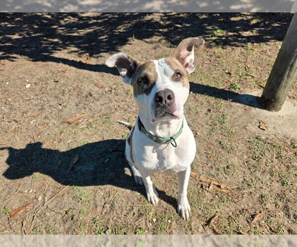 Medium Photo #2 American Pit Bull Terrier-Unknown Mix Puppy For Sale in Ocala, FL, USA