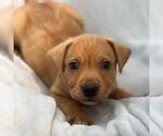 Small #2 Labrador Retriever Mix