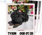 Puppy Tyson Poodle (Toy)