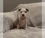 Small #6 American Staffordshire Terrier