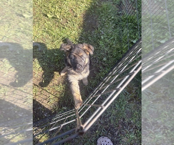 Medium Photo #2 German Shepherd Dog Puppy For Sale in SUMPTER TWP, MI, USA