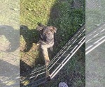 Small Photo #3 German Shepherd Dog Puppy For Sale in SUMPTER TWP, MI, USA