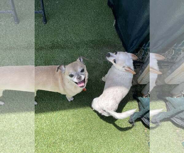 Medium Photo #3 Chihuahua-Unknown Mix Puppy For Sale in Tempe , AZ, USA