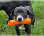 Small #6 Beagle Mix