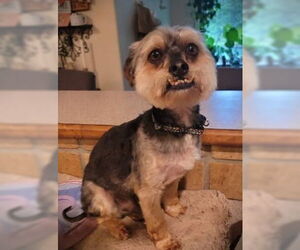 Mutt Dogs for adoption in Claremore, OK, USA