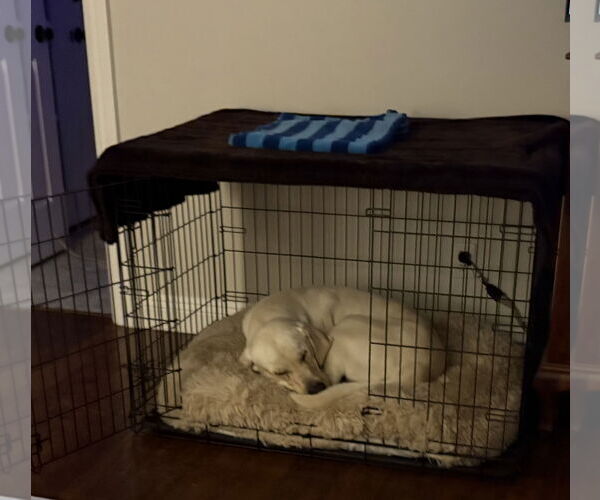 Medium Photo #6 Labrador Retriever-Unknown Mix Puppy For Sale in San Diego, CA, USA