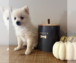 Small #1 Pomeranian