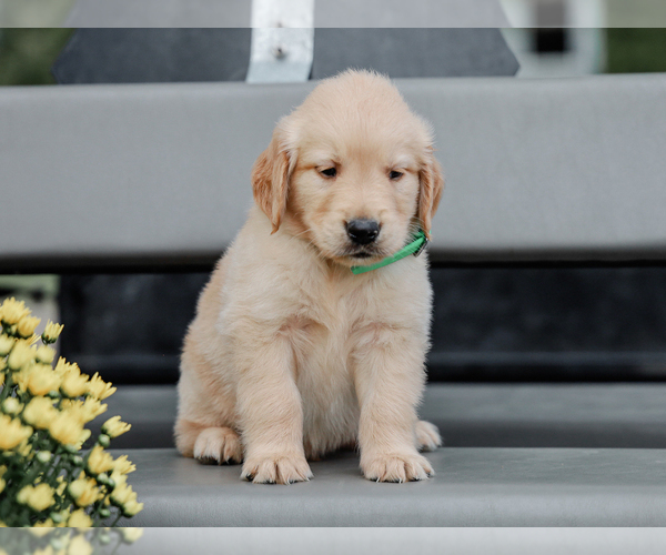 Medium Photo #1 Golden Retriever Puppy For Sale in LIBERTY, KY, USA