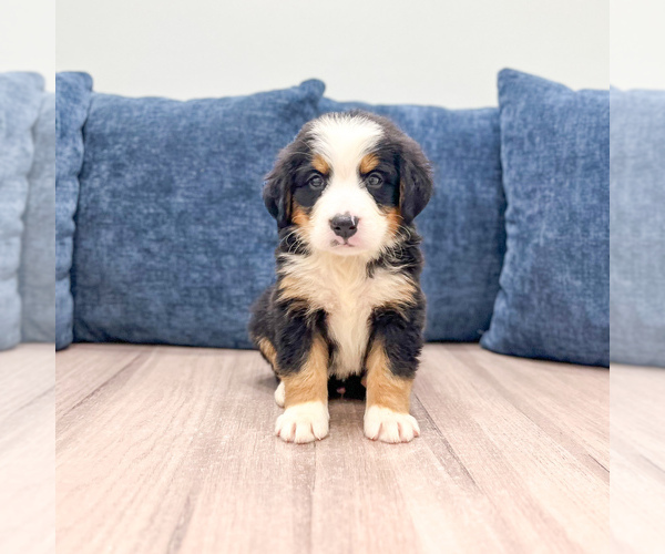 Medium Photo #1 Bernese Mountain Dog Puppy For Sale in DUNDEE, OH, USA