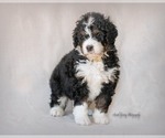 Small Photo #6 Bernedoodle Puppy For Sale in WEST SALEM, OH, USA