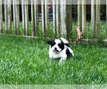 Small Photo #7 Zuchon Puppy For Sale in ORLAND PARK, IL, USA