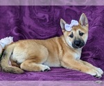 Small Photo #3 Shiba Inu Puppy For Sale in KIRKWOOD, PA, USA