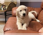 Small Photo #8 Golden Retriever Puppy For Sale in ABERDEEN, NC, USA