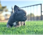 Small #28 French Bulldog