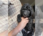 Small Photo #2 Goldendoodle Puppy For Sale in SAVANNAH, GA, USA
