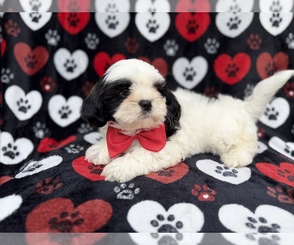Medium Photo #2 Zuchon Puppy For Sale in LAKELAND, FL, USA