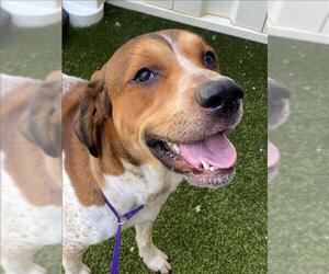 Treeing Walker Coonhound-Unknown Mix Dogs for adoption in Fayetteville, NC, USA