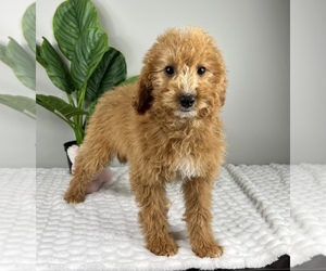 Goldendoodle Puppy for Sale in FRANKLIN, Indiana USA
