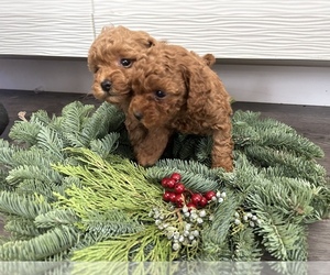 Poodle (Toy) Puppy for sale in LONG BEACH, CA, USA