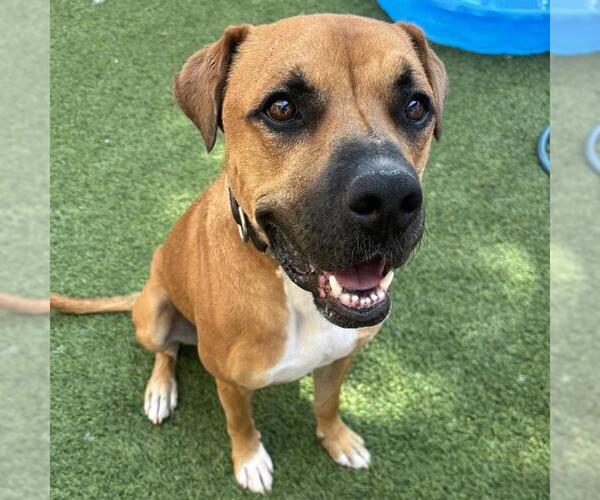 Medium Photo #2 Boxer-Unknown Mix Puppy For Sale in Las Vegas, NV, USA