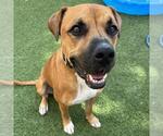 Small #1 Boxer Mix