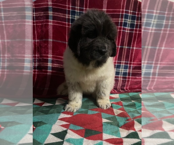 Medium Photo #1 Newfoundland Puppy For Sale in AURORA, IN, USA