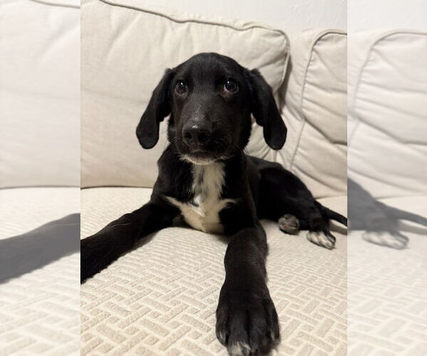 Medium Photo #4 Colonial Cocker Spaniel-Unknown Mix Puppy For Sale in Boston, MA, USA