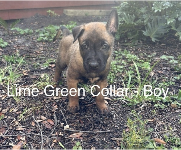 Medium Photo #1 Belgian Malinois Puppy For Sale in LAKE MARY, FL, USA