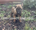 Puppy Willy Belgian Malinois