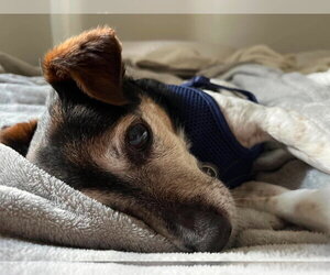 Kiwi a Jack Russell boy - Male Jack Russell Terrier Dog for Adoption - Photo #9