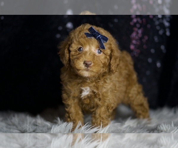 Medium Photo #4 Poodle (Toy) Puppy For Sale in WARSAW, IN, USA