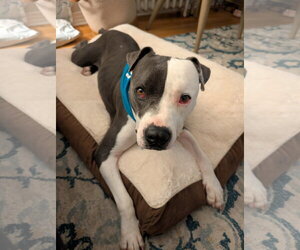 American Pit Bull Terrier-Unknown Mix Dogs for adoption in Oakhurst, NJ, USA