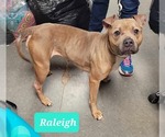 Small #3 Staffordshire Bull Terrier Mix