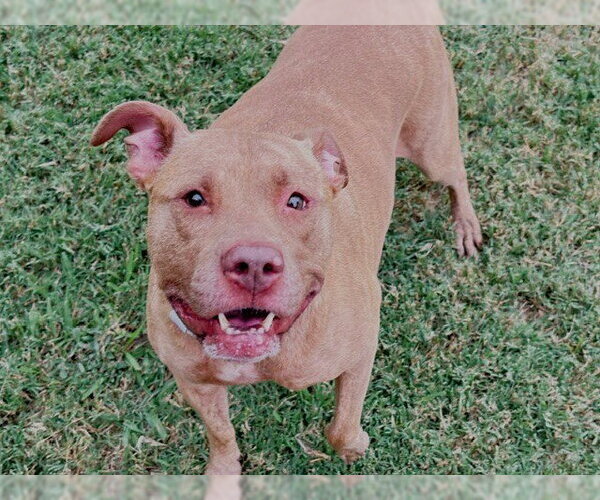 Medium Photo #1 Mutt Puppy For Sale in Tulsa, OK, USA