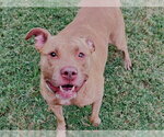 SHARPEEEY - Female Mutt Dog for Adoption - Small photo