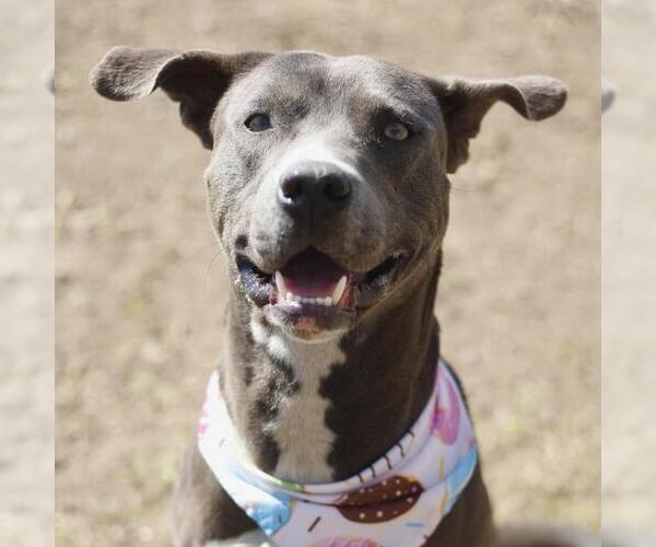 Medium Photo #1 American Staffordshire Terrier-Unknown Mix Puppy For Sale in San Antonio, TX, USA