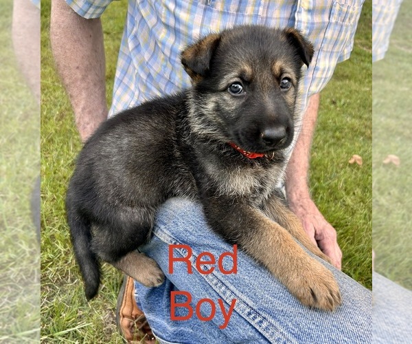 Medium Photo #1 German Shepherd Dog Puppy For Sale in SENECA, SC, USA