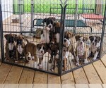 Small Photo #1 Boxer Puppy For Sale in ZEELAND, MI, USA