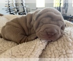 Small Photo #2 Chinese Shar-Pei Puppy For Sale in KENNEWICK, WA, USA