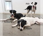 Small #1 Greater Swiss Mountain Dog Mix