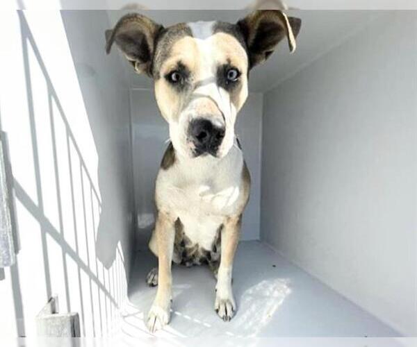 Medium Photo #2 Labrador Retriever-Unknown Mix Puppy For Sale in Houston, TX, USA