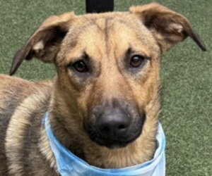 Mutt Dogs for adoption in Canton, CT, USA