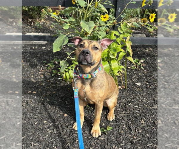 Medium Photo #2 American Pit Bull Terrier-Unknown Mix Puppy For Sale in Bridgewater, NJ, USA