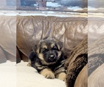 Small Photo #25 German Shepherd Dog Puppy For Sale in BRIGHTON, CO, USA