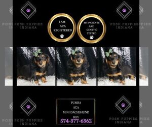 Dachshund Puppy for sale in WARSAW, IN, USA