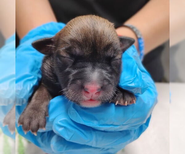 Medium Photo #5 Mutt Puppy For Sale in Holly Springs, NC, USA