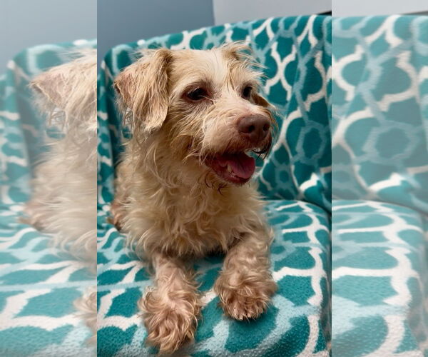 Medium Photo #2 Dachshund-Unknown Mix Puppy For Sale in Weston, FL, USA